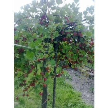 PORZECZKO-AGREST szczepiony na pniu W DONICY duży owoc - sadzonki 90 / 110 cm